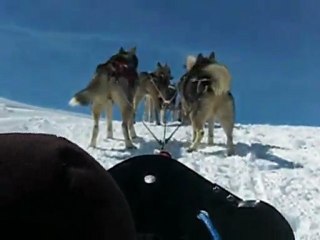 balade en chiens de traineaux