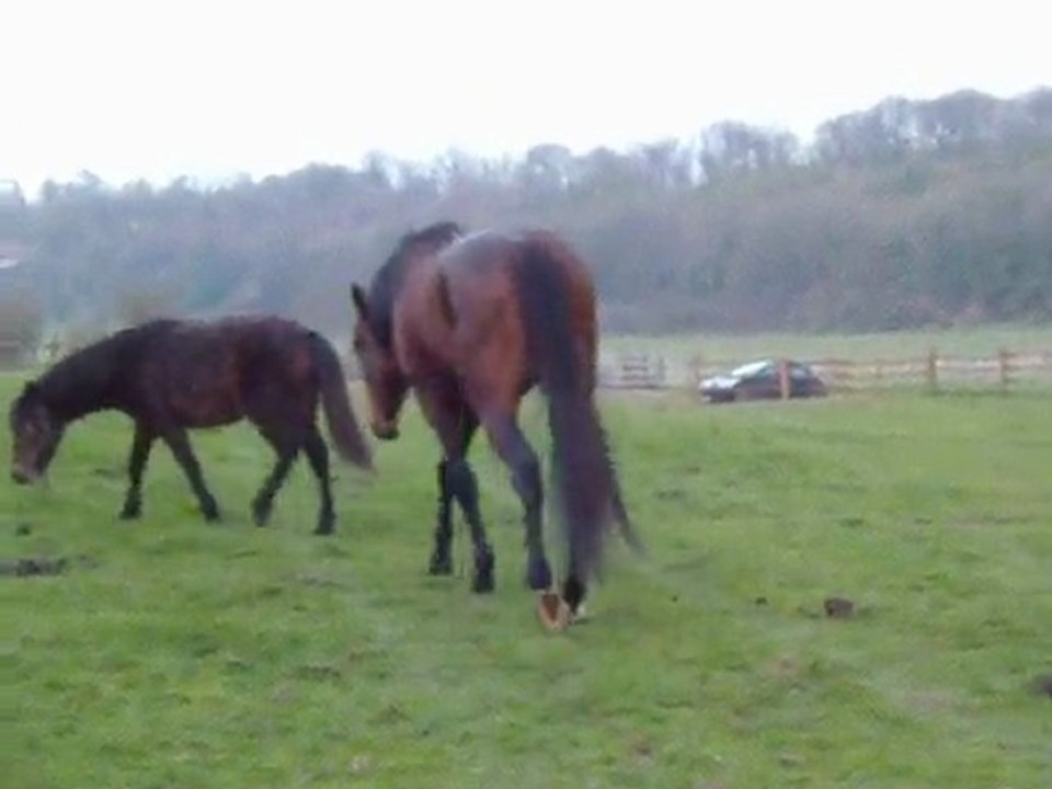 Ténor quelques jours après le parage naturel