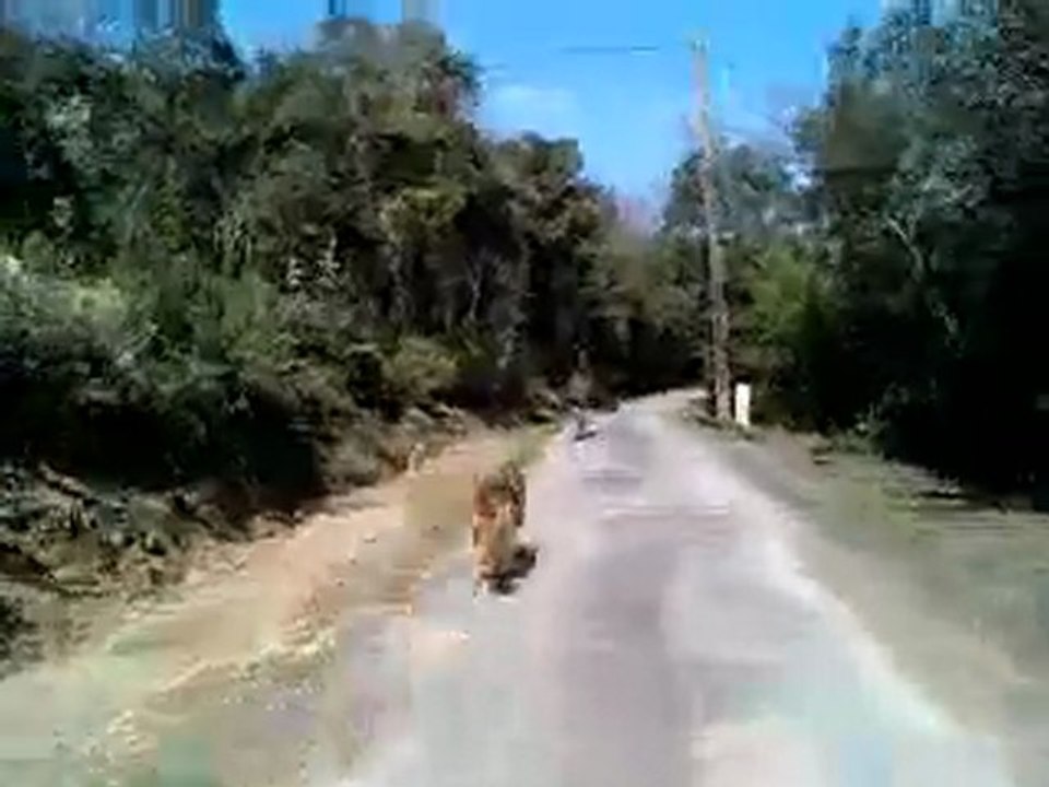 terminaDOG