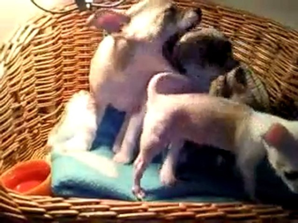 les ptits lou