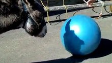 Entraînement au clicker petit âne Merlin joue au ballon 2