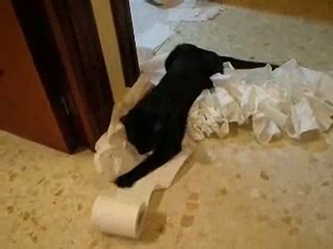 chat vs papier toilette