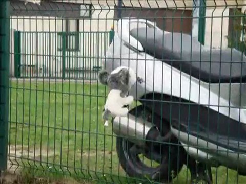 2 Chiens au Club-ados