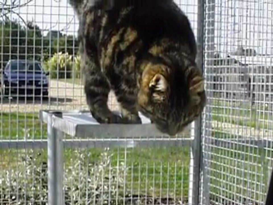 Boarding Kennels Hampshire Gay Dog Boarding Kennels video Dailymotion