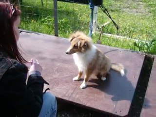 ECOLE DU CHIOT 11042010