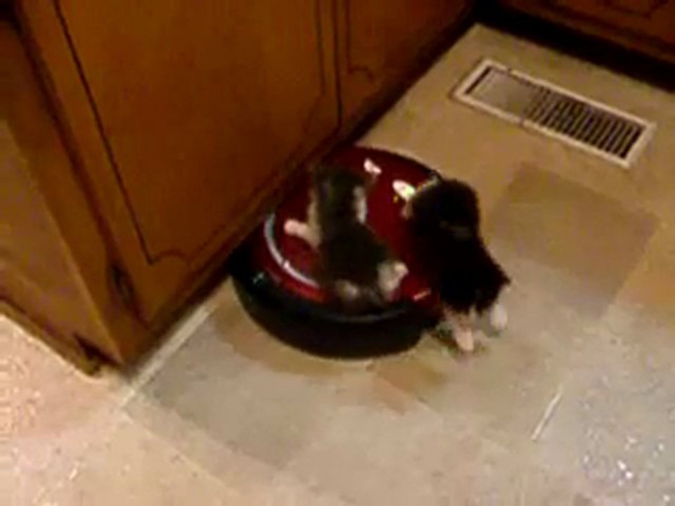 Chatons sur un roomba