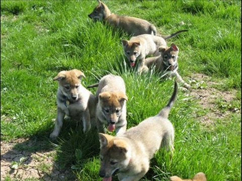 Chien loup Loup Tchécoslovaque