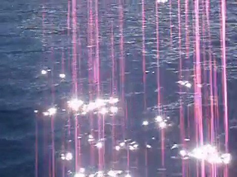 Les Dauphins du lagon de Tahiti