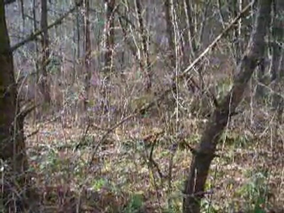 Les cockers au bois