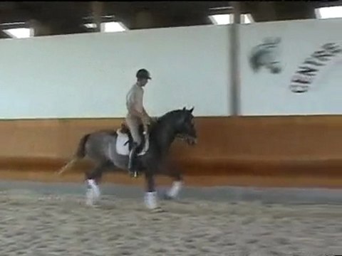 Lusitanien à vendre - Lusitano for sale