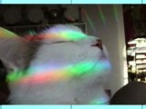 RAINBOW CATS AND YOGURT DOGS! - Animal Idol 023