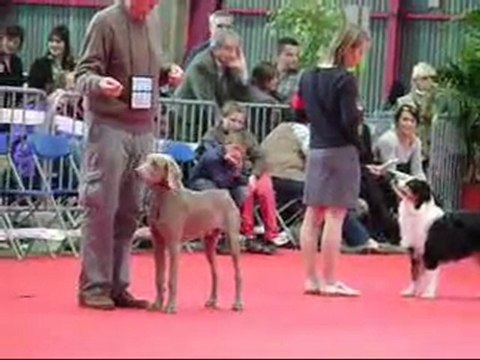 Début de Elko a l'exposition de Limoges
