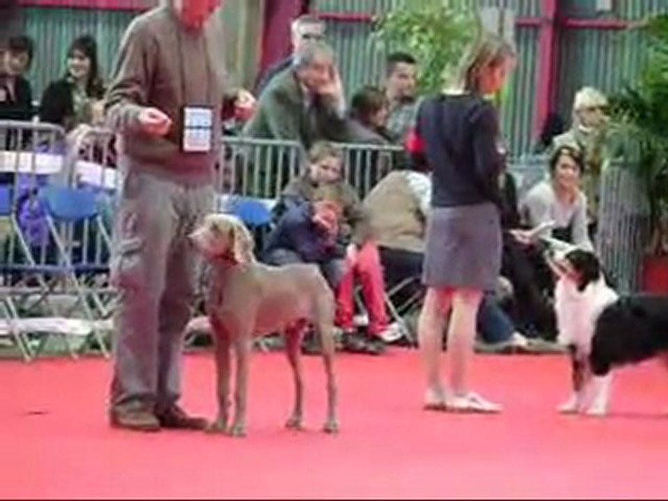 Début de Elko a l'exposition de  Limoges