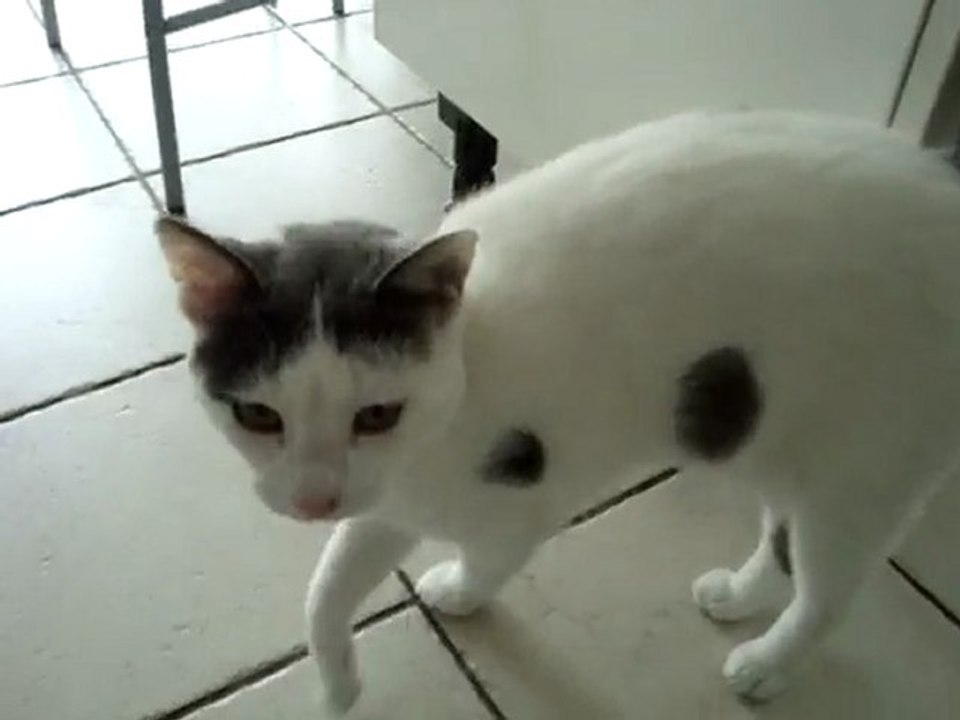 Léo, le chat qui parle