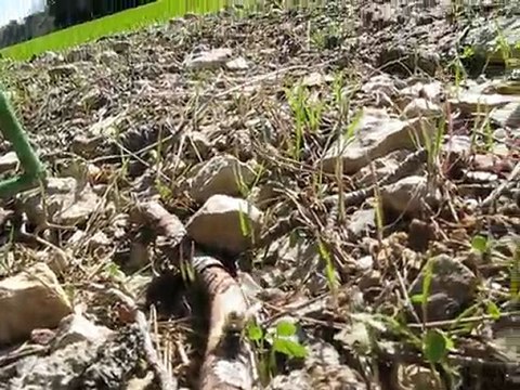 2010 Intoxication abeilles Les ruches du mazet