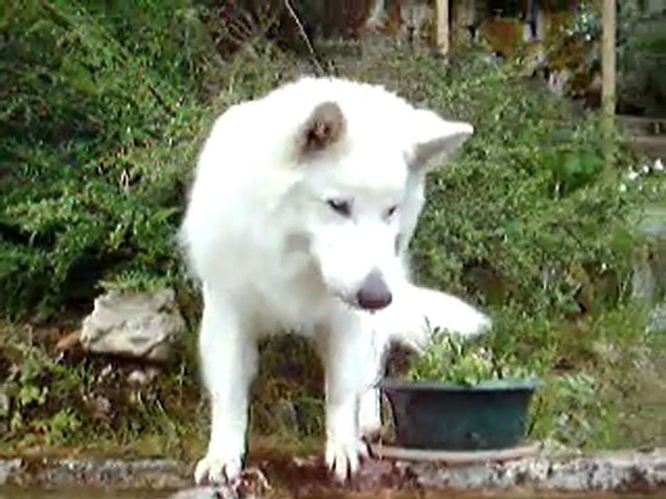 Une grosse soif par une chaleur toride en été !