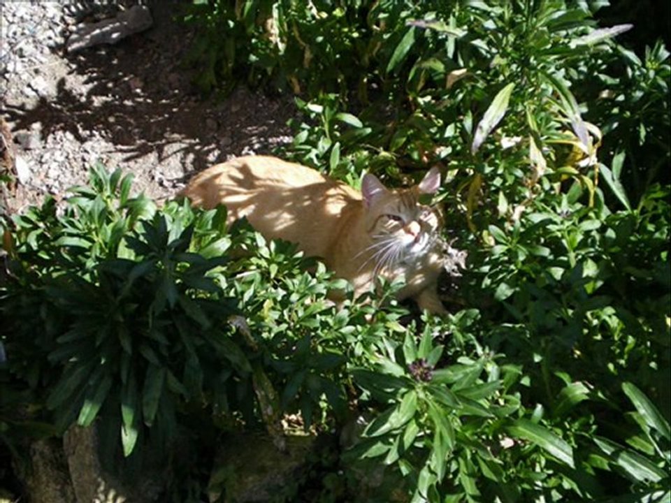 mes chat trp beau