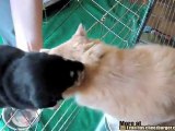 Il gatto che ama i cagnolini
