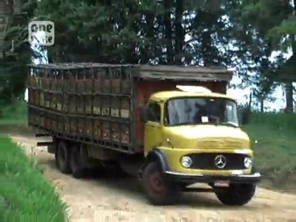 1 - Chevaux à viande du Brésil