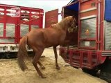 6 - Transport de chevaux au Mexique : du marché à l'abattoir