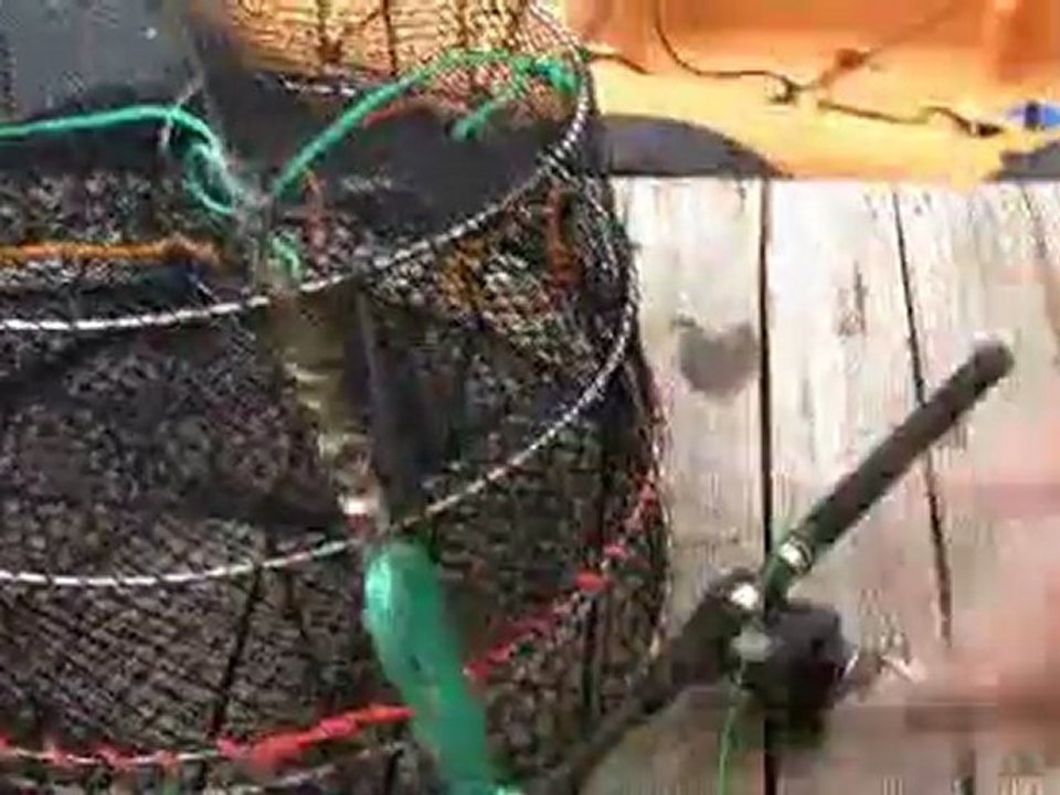 Shrimping From Your Kayak