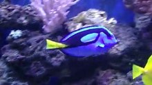 BLUE TANG