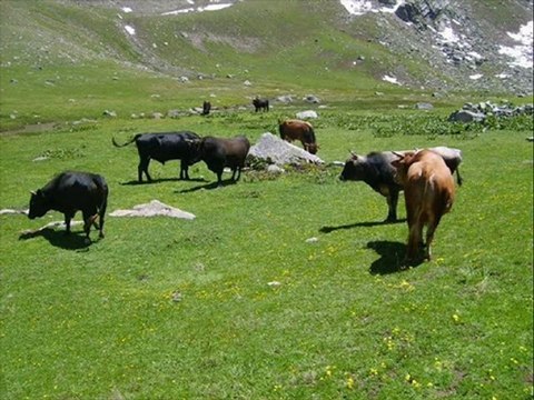 Fatih reyhan dumlu horanı- kavrun.tr.gg