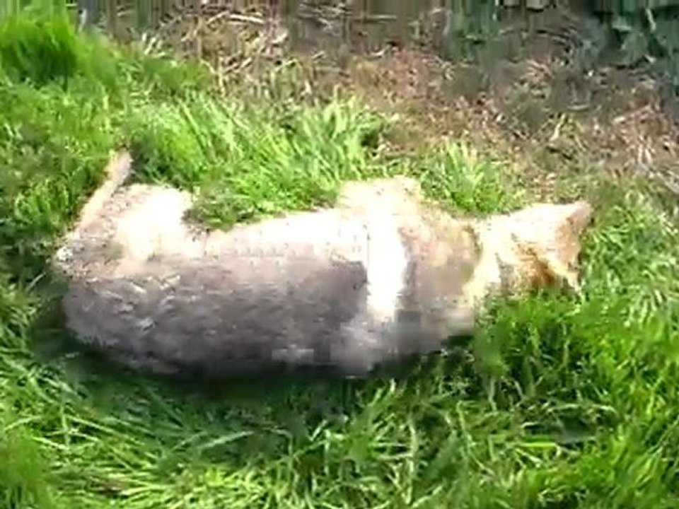 Ebene se roule dans l'herbe