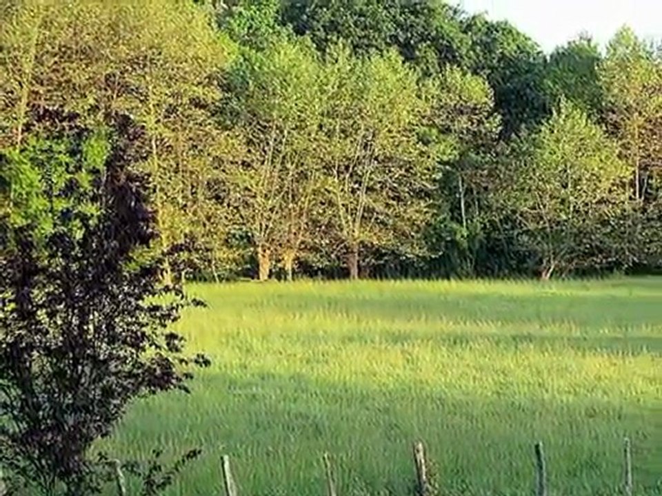 Matinée