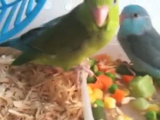 Parrotlet Video: "Parrotlets: Playground & Feeding"