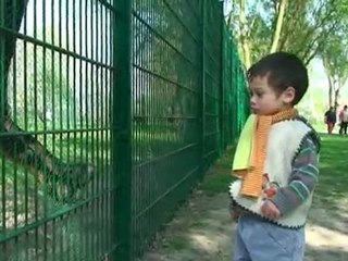 Nos amies les chèvres