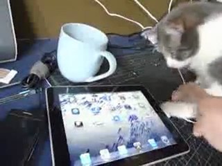 Un chat joue avec un iPad