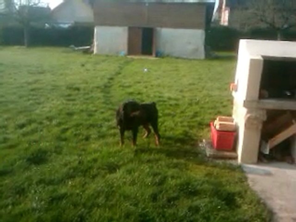 double woof woof rottweiler