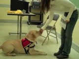 Donate Veterans Pets [Paws 4 Vets]