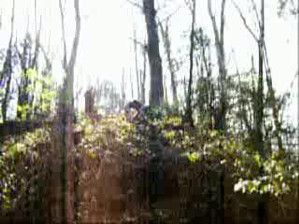 Brutal Woods - Roncier