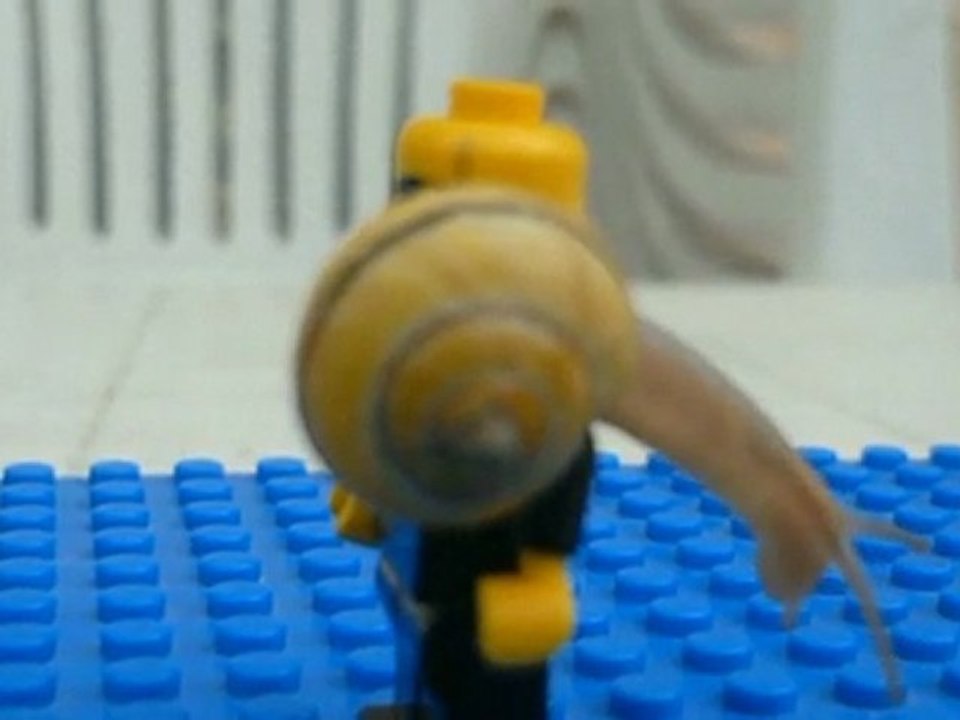 Qui a dit que les escargots étaient herbivores ?