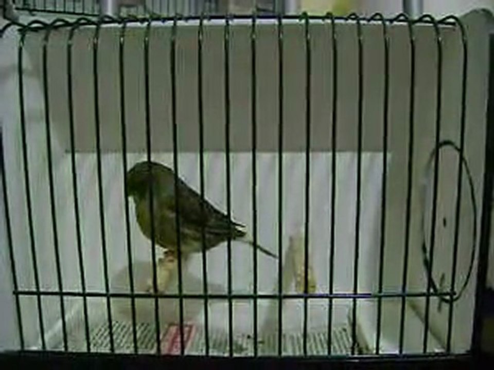 Yesil Kabak Erkek | 2009