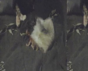 Naissance des chatons