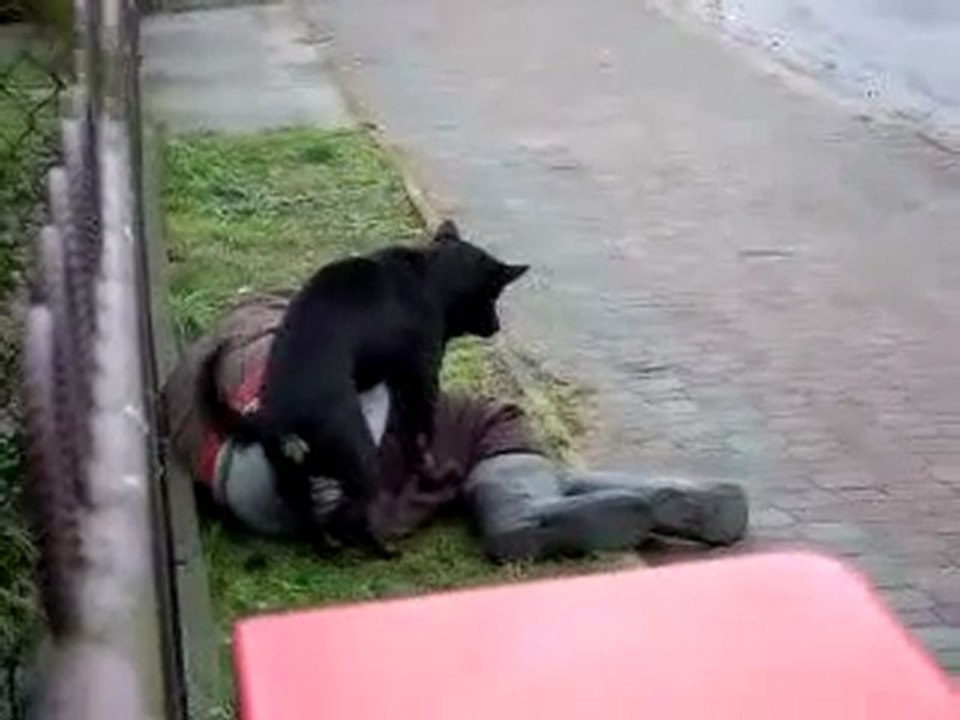 chien ...
