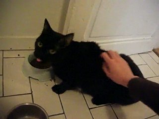 Voyou câlins et gamelle