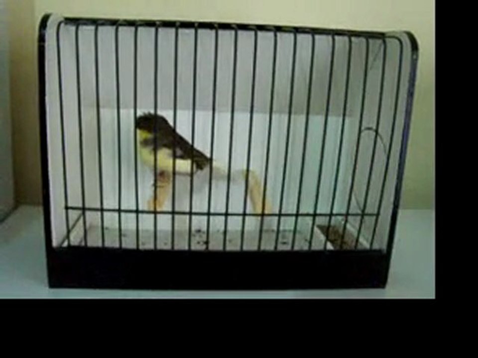 Ahrac Tepeli Disi | 2007