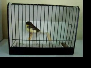 Ahrac Tepeli Disi | 2007