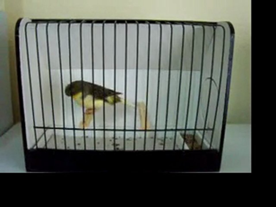 Ahrac Tepeli Erkek | 2008