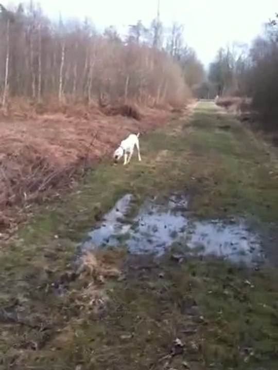 Dogos