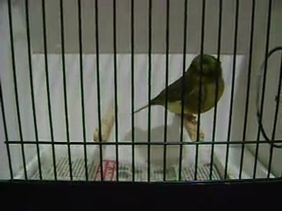 Yesil Tepeli Disi | 2009