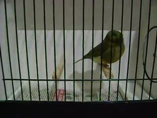 Yesil Tepeli Disi | 2009