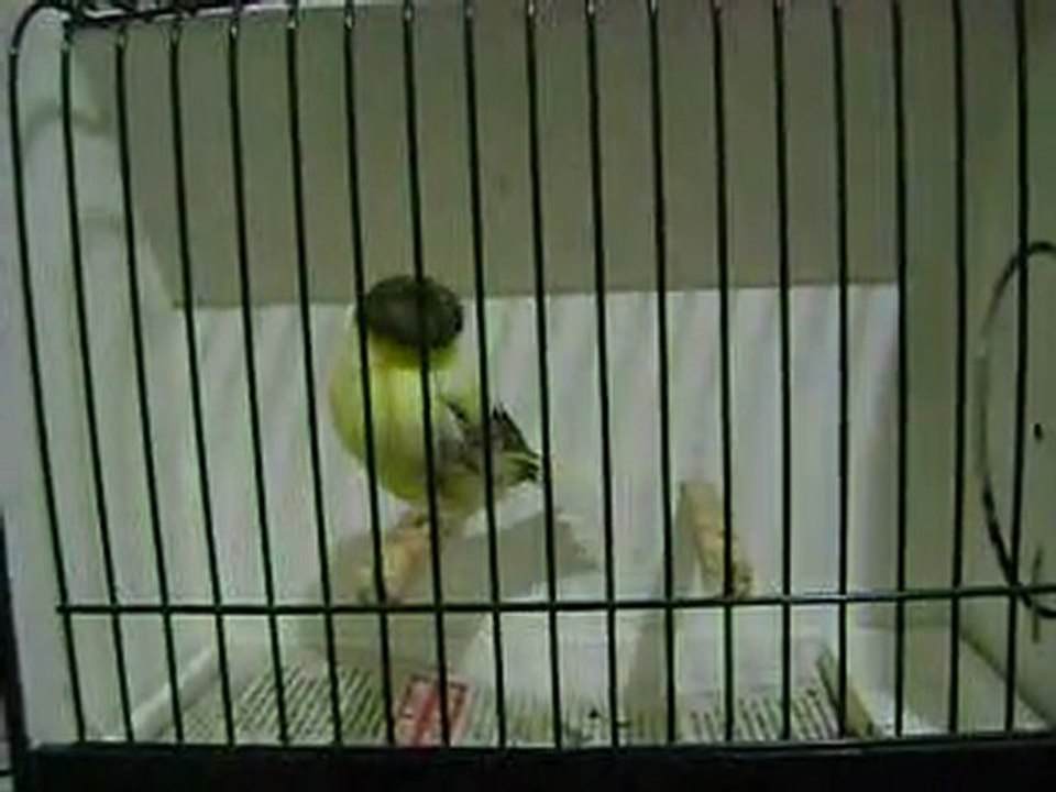 Ahrac Tepeli Disi | 2009