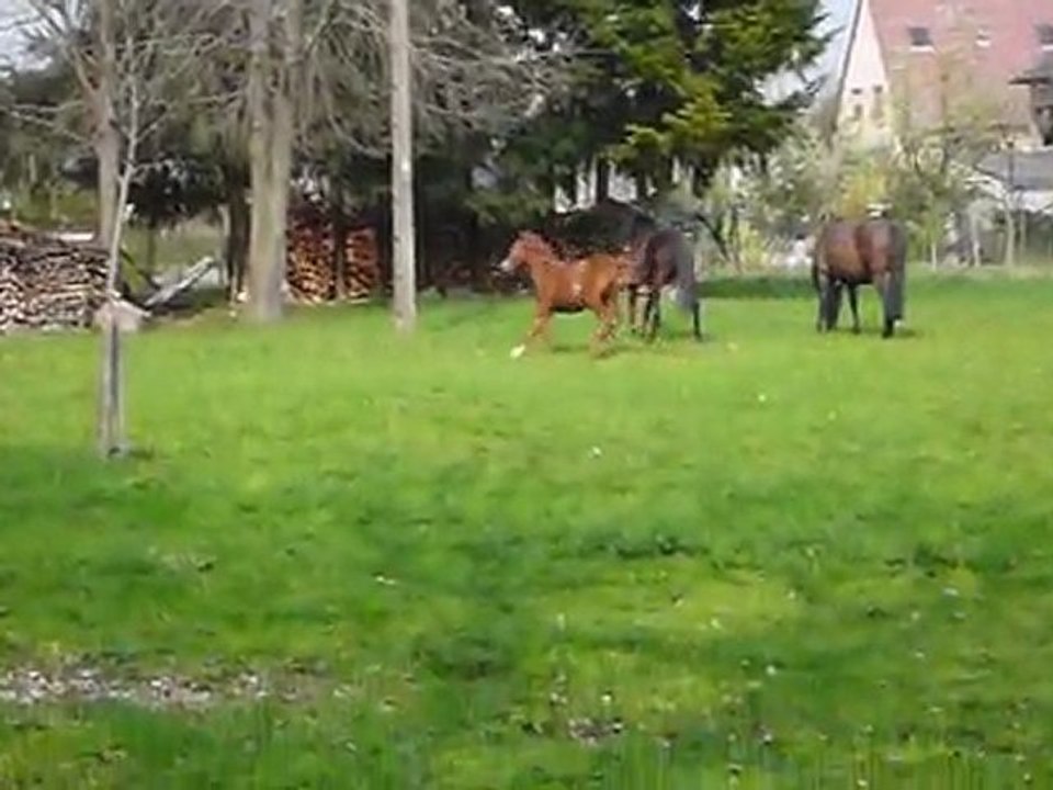 La troupe au prés 2