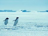 Oceans - Swimming Penguins