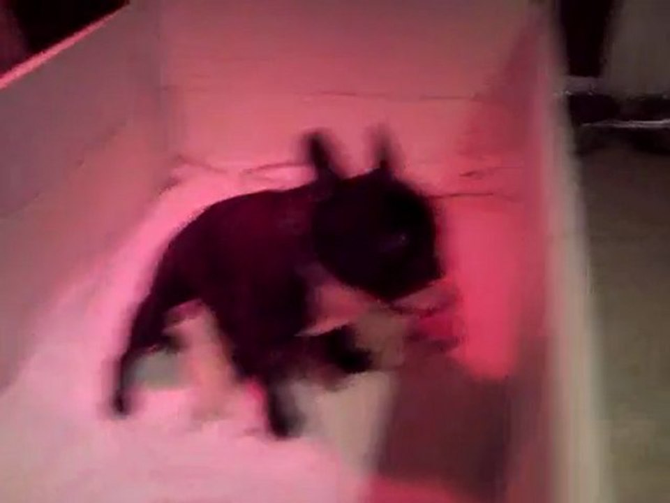 Ma ptite Crevette et ma chienne sa maman